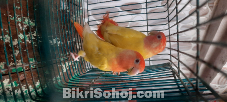 Lutino opaline